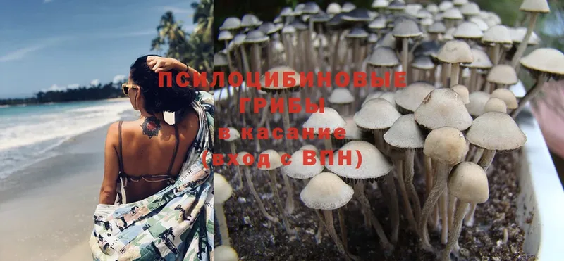 Псилоцибиновые грибы Cubensis  Поронайск 